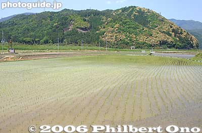 Rice paddy in May
Keywords: kyoto prefecture kameoka rice paddy