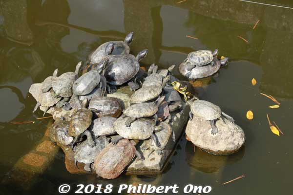 Turtle pond.
http://www.konpirasan.com/
Keywords: kyoto kyotango Kotohira Konpira Shinto shrine