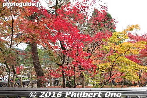 When you first enter Eikando temple in Kyoto, this is what you see. A hint of more to come.
Keywords: kyoto eikando buddhist temple jodo-shu autumn foliage leaves fall maples japanaki