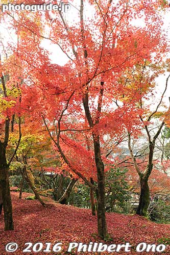 Eikando temple, Kyoto
Keywords: kyoto eikando buddhist temple jodo-shu autumn foliage leaves fall maples japanaki