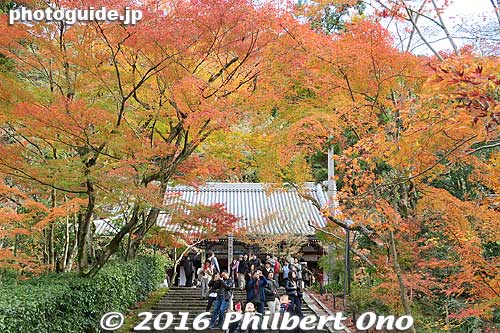 Amida-do Hall
Keywords: kyoto eikando buddhist temple jodo-shu autumn foliage leaves fall maples
