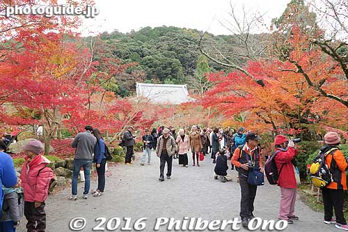 Miei-do Hall in the distance.
Keywords: kyoto eikando buddhist temple jodo-shu autumn foliage leaves fall maples
