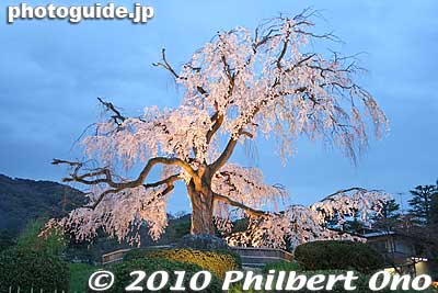 The famous cherry tree in Maruyama Park in Kyoto.
Keywords: kyoto sakura flowers cherry blossoms 