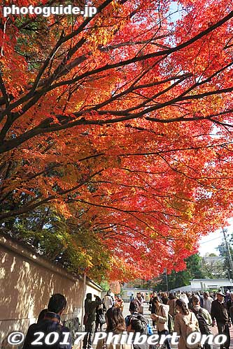 Keywords: kyoto higashiyama-ku tofukuji temple zen fall autumn foliage leaves maples