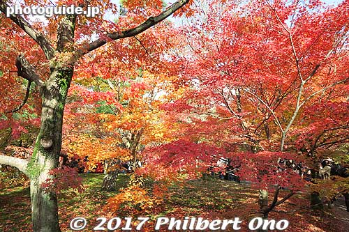 The trees are very well placed and very photogenic.
Keywords: kyoto higashiyama-ku tofukuji temple zen fall autumn foliage leaves maples
