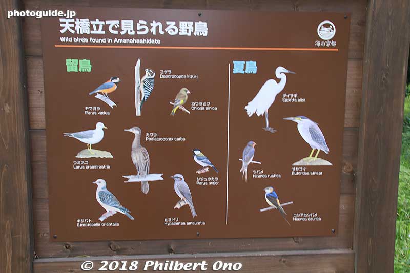 Wild birds found at Amanohashidate. They only wrote the scientific names of the birds. Looks like they include the seagull, egret, heron, sparrow, and cormorant.
Keywords: kyoto miyazu Amanohashidate