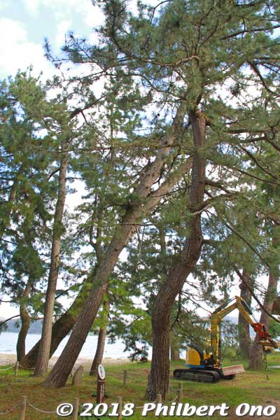 Many pine trees have names.
Keywords: kyoto miyazu Amanohashidate
