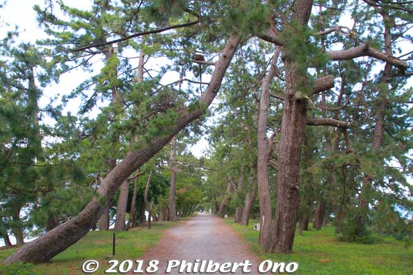 A few pine trees died or were knocked down.
Keywords: kyoto miyazu Amanohashidate pine trees