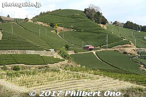 Blessed with rolling hills and clear streams, Wazuka produces about 40 percent of Kyoto's Uji tea production. Wazuka is most suited for tea cultivation because there is a large temperature difference between night and day.
Keywords: kyoto wazuka ishitera uji-cha tea field farm