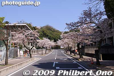Iga-Ueno Castle is one of three major tourist attractions in the city of Iga. It is a short walk from Ueno-shi Station on the Kintetsu Iga Line.
Keywords: mie iga-ueno castle cherry blossoms sakura 