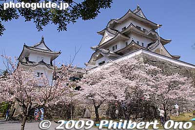 Iga-Ueno Castle and cherry blossoms, Mie Prefecture.
Keywords: mie iga-ueno castle cherry blossoms sakura japancastle