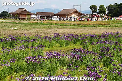 The procession is about to leave the starting point at around 2 pm. Purple irises is another symbol of Meiwa, probably why they hold the festival in June.
Keywords: mie meiwa saiku saio matsuri festival