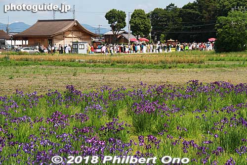 Until the 19th century, wild irises grew extensively in Saiku's natural wetlands. 
A National Natural Monument, Saiku/Ise irises are one of Japan's few natural iris strains from which hybrids were created. Wetlands have been recreated in Saiku to grow irises.
Keywords: mie meiwa saiku saio matsuri festival