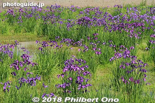 Irises in early June in Meiwa, Mie Prefecture. Meiwa's official flower. Ancient texts mention that pilgrims going to worship at Ise Shrines described it like walking on clouds of purple.
Keywords: mie meiwa saiku saio matsuri festival japanflower