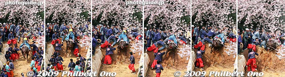 After a few hind-leg kicks, the horse manages to go over. When the horse goes over, it is an omen that this year's harvest will be abundant. Imagine the enormous pressure on the rider to go over the top.
Keywords: mie toin-cho oyashiro matsuri festival ageuma horse inabe shrine cherry blossoms sakura
