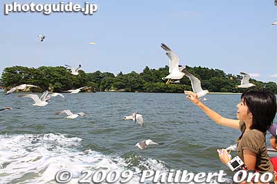 The sea gulls follow where there's food, and the tourists are happy to toss junk food at them.
Keywords: miyagi matsushima-machi nihon sankei scenic trio pine trees islands boat cruise birds sea gulls
