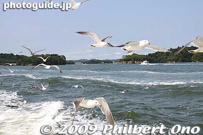 These birds fly very close, within arm's reach.
Keywords: miyagi matsushima-machi nihon sankei scenic trio pine trees islands boat cruise birds sea gulls