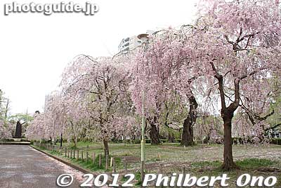 Keywords: miyagi Sendai Tsutsujigaoka Park weeping cherry blossoms trees sakura flowers