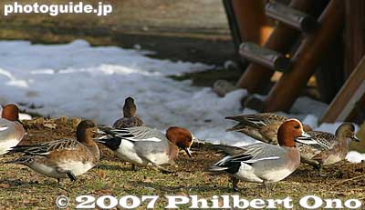Ducks
Keywords: nagano okaya lake suwa water mountain ducks japanwildlife