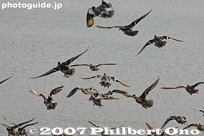 Ducks fly away on Lake Suwa.
Keywords: nagano okaya lake suwa water mountain ducks japanwildlife