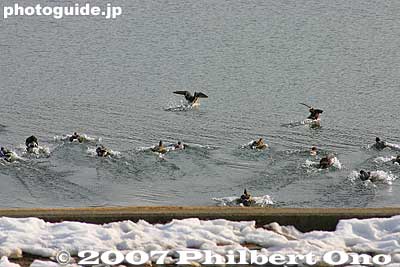 Ducks fly to safety.
Keywords: nagano okaya lake suwa water mountain