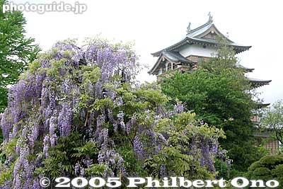 Keywords: nagano prefecture suwa takashima castle wisteria garden