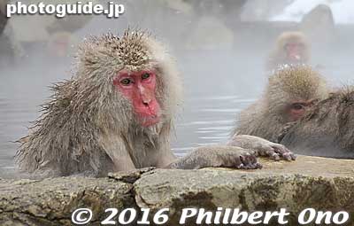 Snow monkeys taking a bath and showing relaxed faces. 
Keywords: nagano yamanouchi-machi snow monkeys onsen hot spring jigokudani yaen park japanwildlife