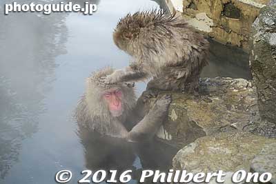 The monkeys always go comb through each other's fur for lice.
Keywords: nagano yamanouchi-machi snow monkeys onsen hot spring jigokudani yaen park