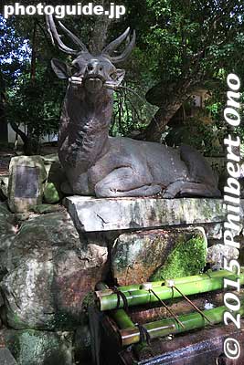 Deer is a trademark of Kasuga Taisha Shrine.
Keywords: nara kasuga taisha shrine