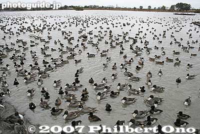 Thousands of ducks
Keywords: niigata agano lake ducks swans wildlife