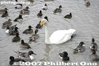 Swan
Keywords: niigata agano lake ducks swans wildlife