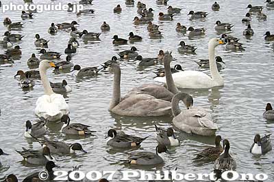 Keywords: niigata agano lake ducks swans wildlife japanwildlife