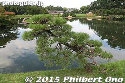 Lots of pine trees
Keywords: okayama korakuen garden