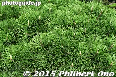 Pine tree needles
Keywords: okayama korakuen garden