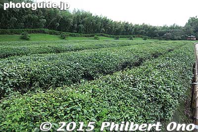 Tea field
Keywords: okayama korakuen garden