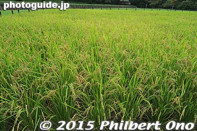 Rice field
Keywords: okayama korakuen garden