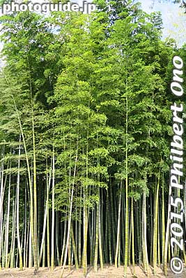 Tall bamboo grove
Keywords: okayama korakuen garden