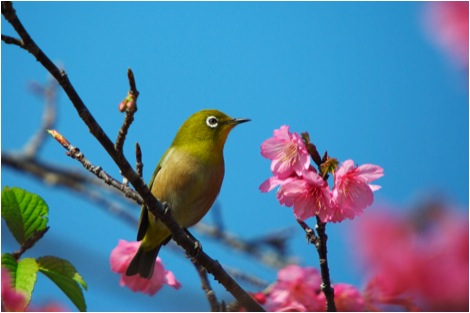 January:  A Japanese White Eye visits the Cherry Blossoms.  Okinawa is the first place in all of Japan to see these blossoms and they bloom through the month into early February. All photos copyright 2009 Michael Lynch.
Photo copyright 2009 Michael Lynch.
Keywords: okinawa seasons 