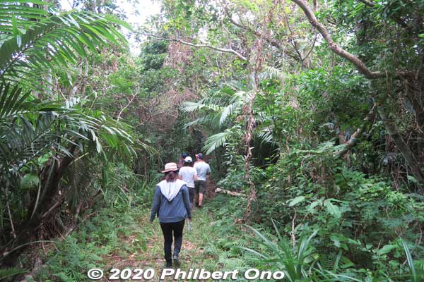 Iriomote has many hiking trails through the tropical forest or jungle. The popular trails usually lead to a waterfall, but we went on a short nature trail in Otomi that didn't lead to anything. 大富林道大正池
Keywords: okinawa Iriomote Otomi hike jungle forest