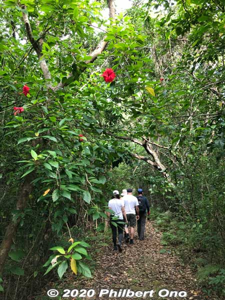 Iriomote's forests are a mishmash of all kinds of flora growing wild everywhere in all directions. It's not like the neat, orderly forests of trees on mainland Japan. 大富林道大正池
Keywords: okinawa Iriomote Otomi hike jungle forest