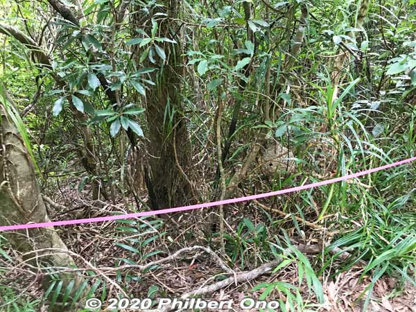 Beehive roped off. (Do not disturb.)
Keywords: okinawa Iriomote Otomi hike jungle forest