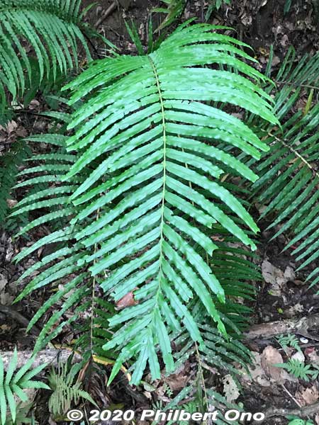 Ferns
Keywords: okinawa Iriomote Otomi hike jungle forest