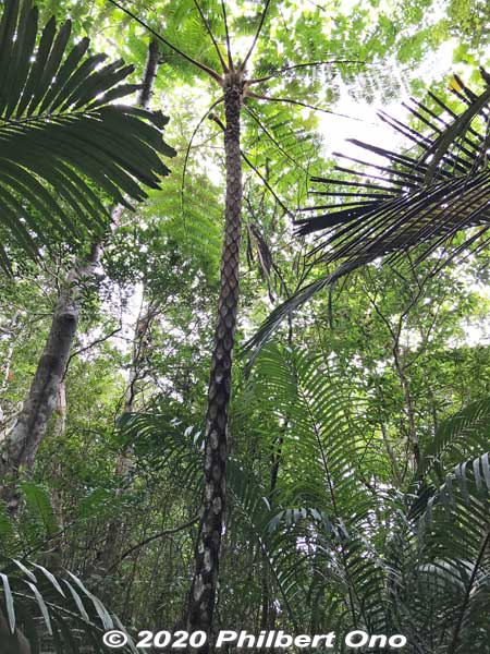 Tree fern, common in Okinawa. The fronds break off. 木生シダ
Keywords: okinawa Iriomote Otomi hike jungle forest japangarden