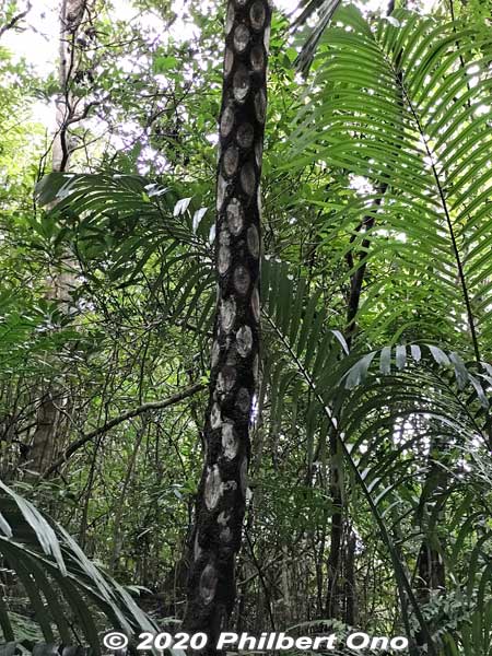 The trunk of a tree fern shows the remains of branches that broke off. 木生シダ
Keywords: okinawa Iriomote Otomi hike jungle forest japangarden