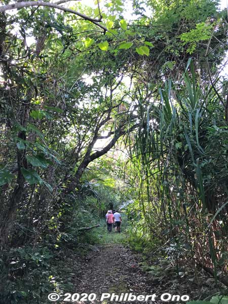 When going on hikes, best to wear long sleeves and long pants so the tree branches, leaves, etc., don't scratch you. Also protection from bugs. 
Keywords: okinawa Iriomote Otomi hike jungle forest