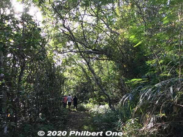 Guided tours are recommended. Local guides know the flora and fauna and the difficult or slightly hazardous sections of hiking trails. Local tour guide: [url=https://www.motti-iriomotejima.com/]https://www.motti-iriomotejima.com/[/url]
Keywords: okinawa Iriomote Otomi hike jungle forest