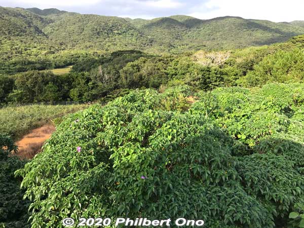 Great views of the greenery from the Otomi Lookout Deck.
Keywords: okinawa Iriomote Otomi hike jungle forest
