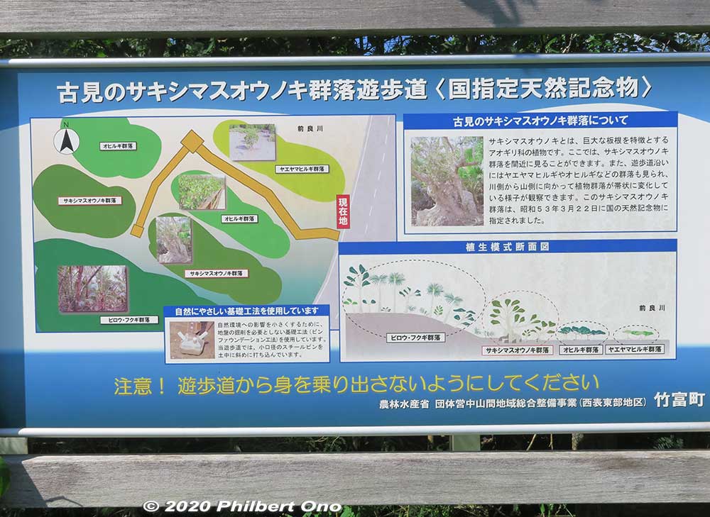 Map of the boardwalk going through the Sakishima suounoki mangroves in the Komi district. Near the mouth of Maira River. サキシマスオウノキ (古見)
Keywords: okinawa Iriomote Otomi mangrove