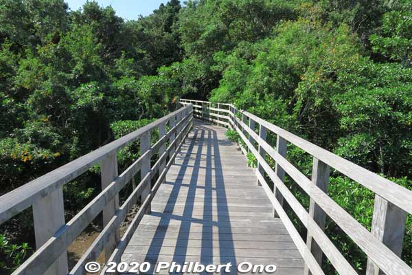 Boardwalk at Sakishima suounoki mangroves in the Komi area. サキシマスオウノキ (古見)
Keywords: okinawa Iriomote Otomi mangrove