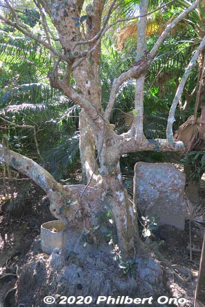 An exotic plant on Iriomote called "looking-glass mangrove" (Sakishima suounoki) with huge roots that look like a byobu folding screen.  (サキシマスオウノキ 先島蘇芳木 Heritiera littoralis)
Keywords: okinawa Iriomote Otomi mangrove japangarden